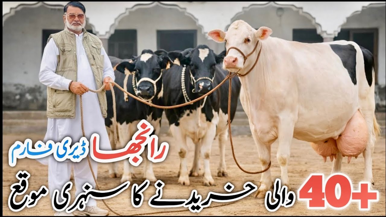 Ranjha Dairy Farm | Biggest Imported HF Cows | Heavy Udder Cows | High Milk Record 🐄