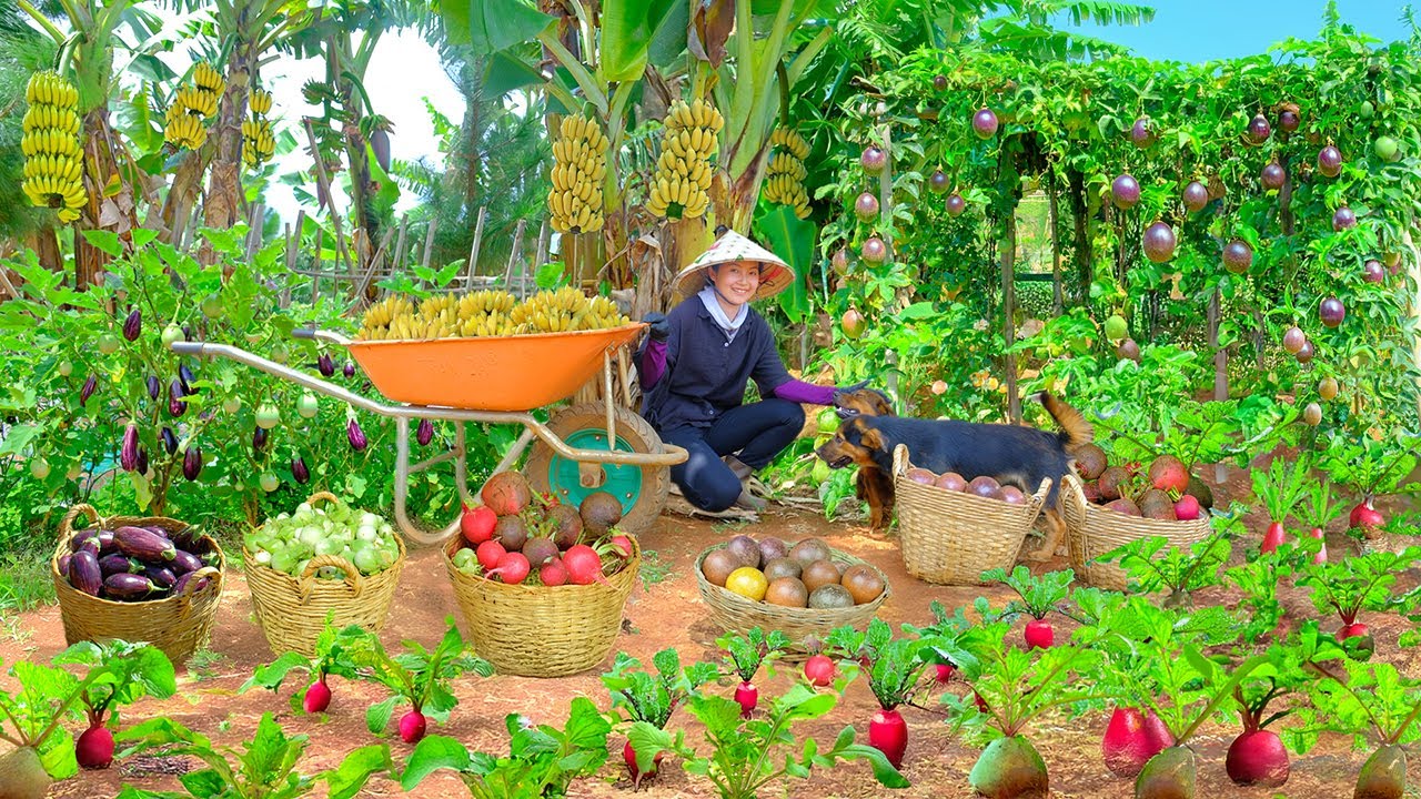 Final Harvest Of Homegrown Fruits & Vegetables, Clear All For New Crop Season – Go To Market To Sell