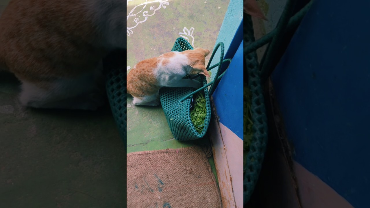 எல்லாம் கரெக்டா இருக்கா பார்க்கிறார் தலைவர் 😄#trending #cat #minivlog #shortsfeed #shortvideo