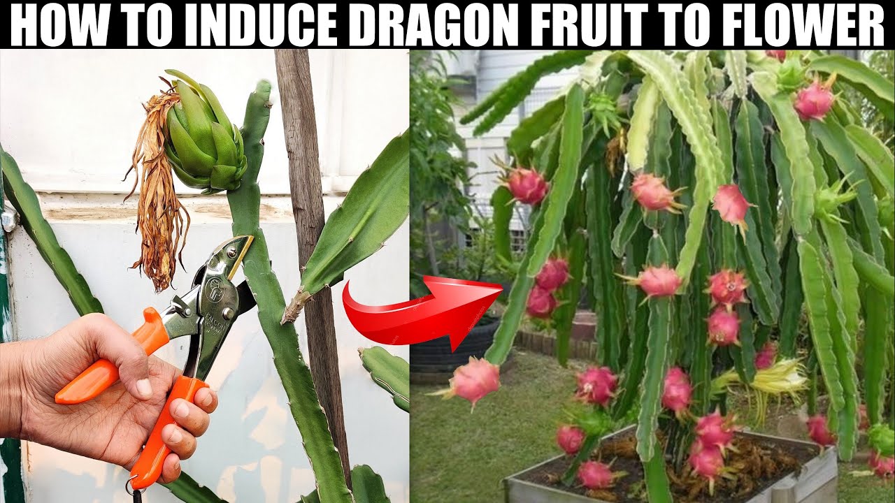 HOW TO INDUCE DRAGON FRUIT TO FLOWER | EASY FRUITING TIPS