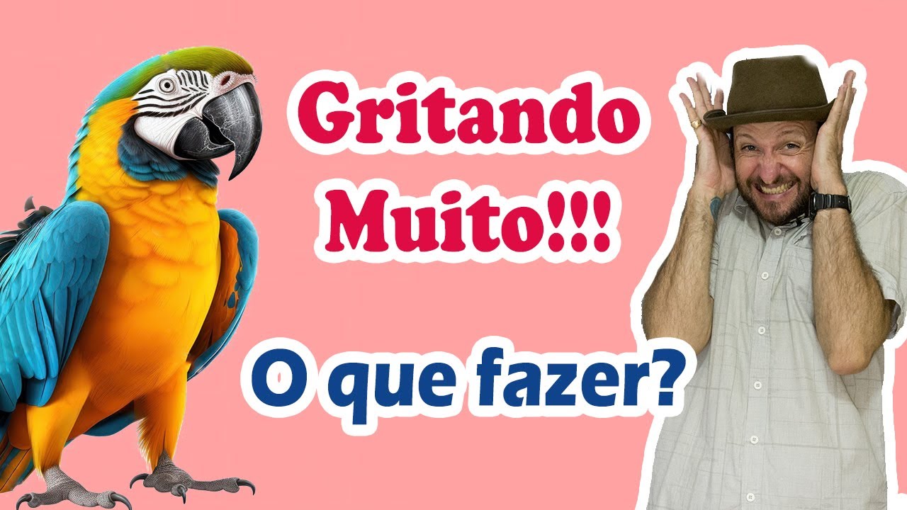 Arara gritando muito - o que significa? Como resolver? Como fazer arara parar de gritar!