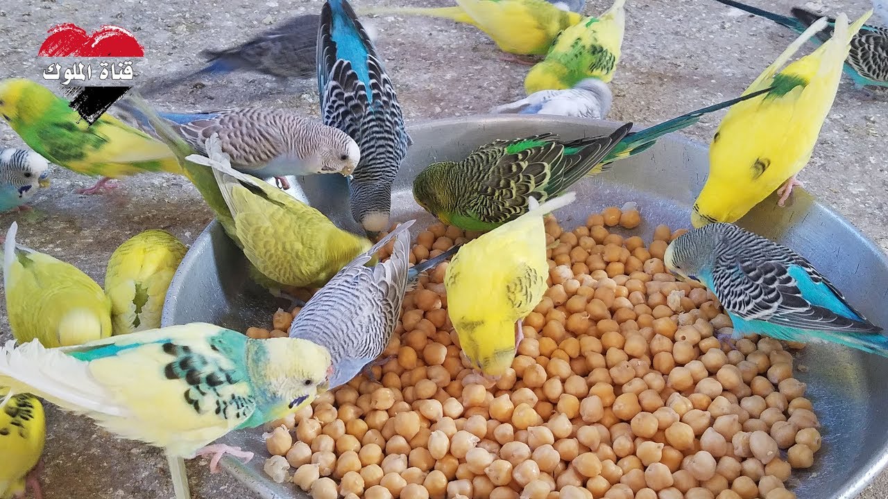 شاهد البادجي كيف يفترس هذه الوجبة ماكنت متوقع ان طيور البادجي تاكلها