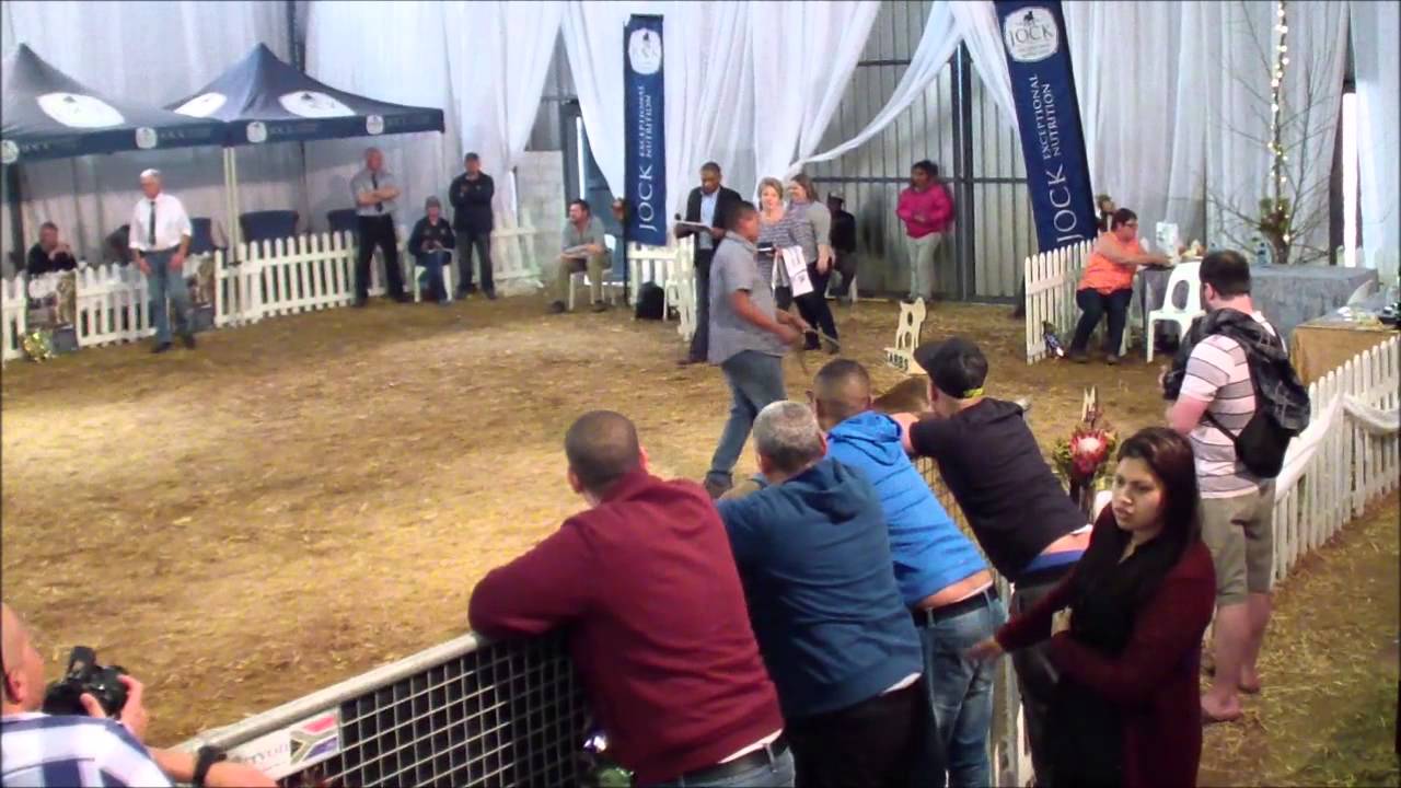 Middelpos Krisjan - 2015 SABBS national show