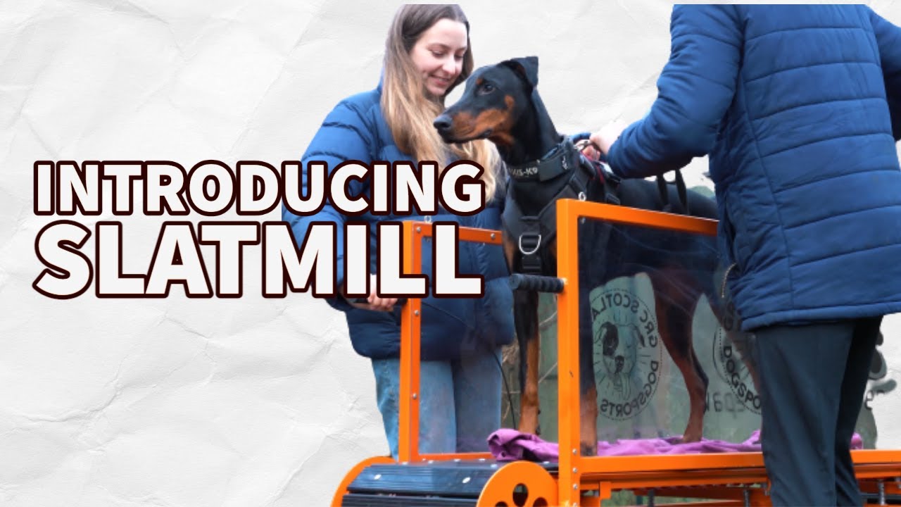 How To Introduce Your Dog To Slatmill - Pt 1.
