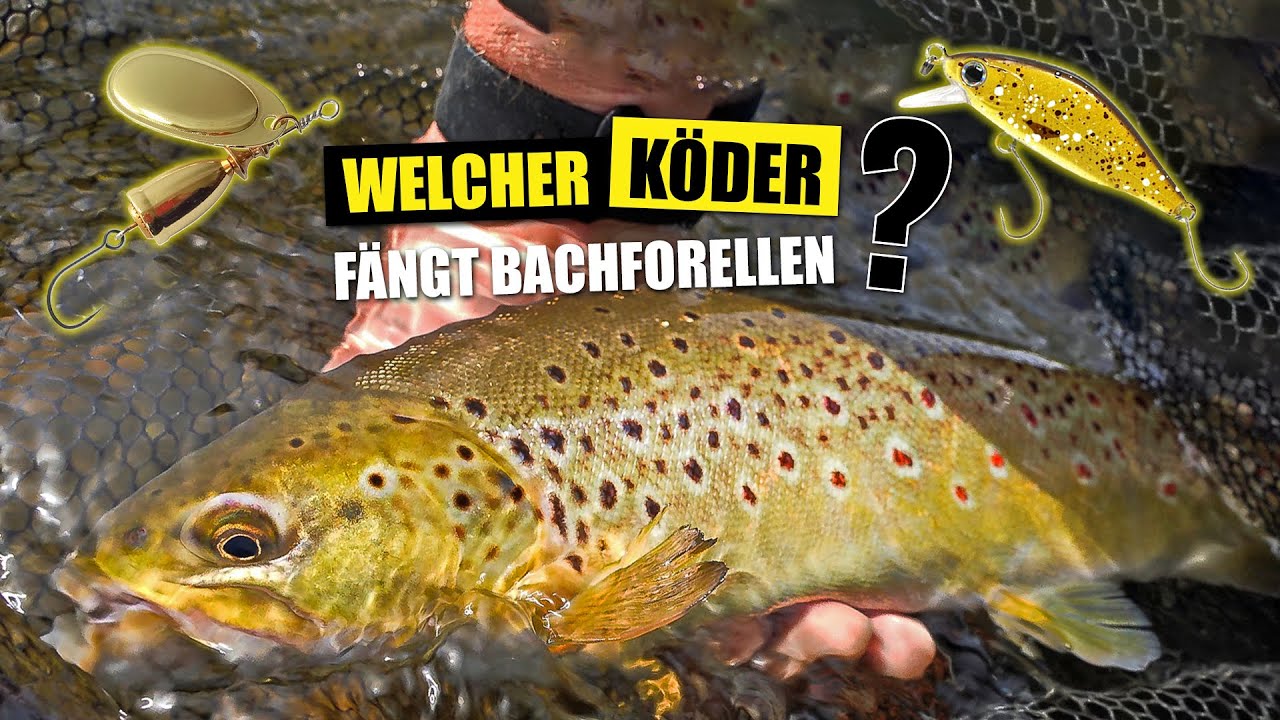 Wobbler vs. Spinner - Welcher K&ouml;der f&auml;ngt Bachforellen?