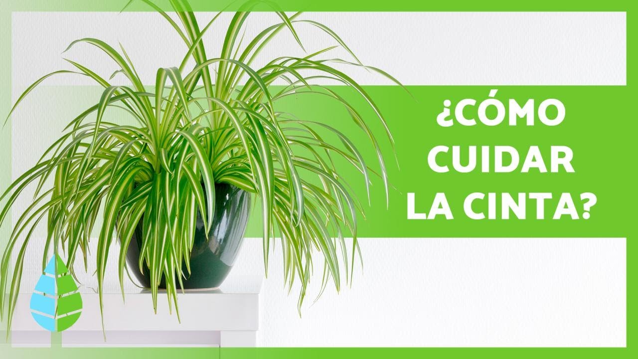CUIDADOS de la CINTA o LAZO de AMOR 🌿 &iexcl;Riego, Sustrato, Reproducci&oacute;n y m&aacute;s! 💦