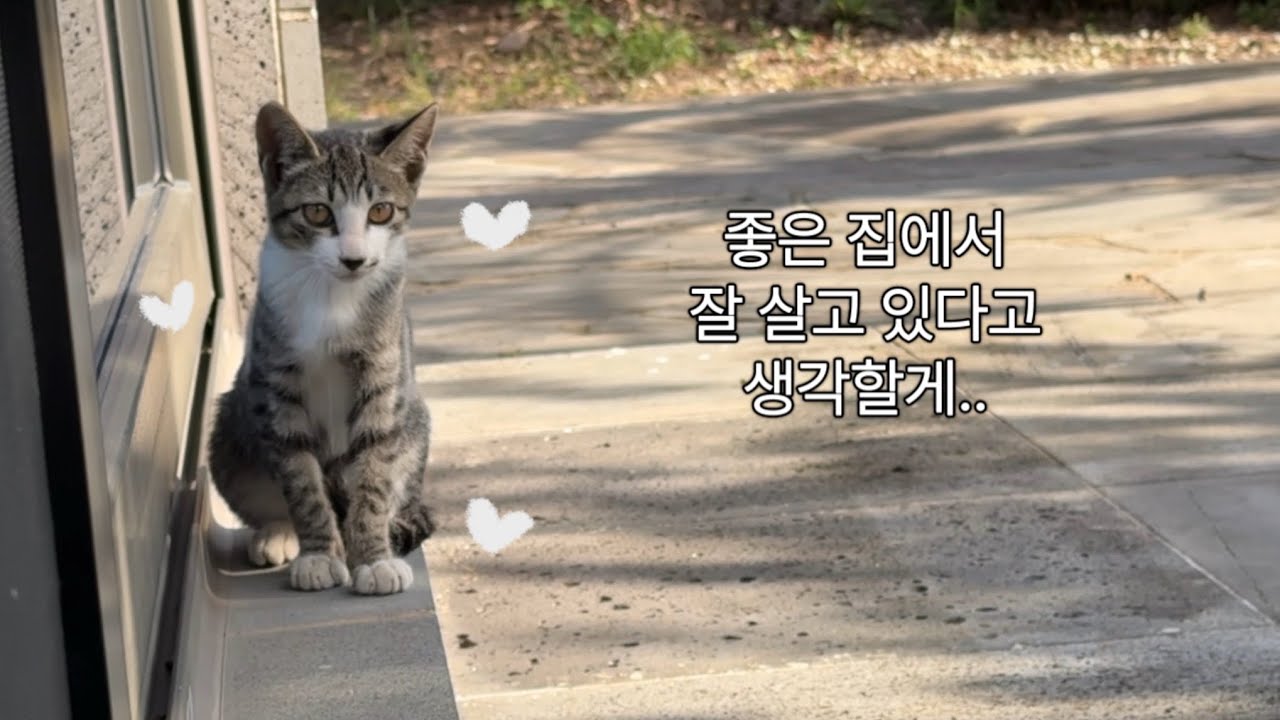 드문드문 오던 아기 고양이가 결국 사라졌다