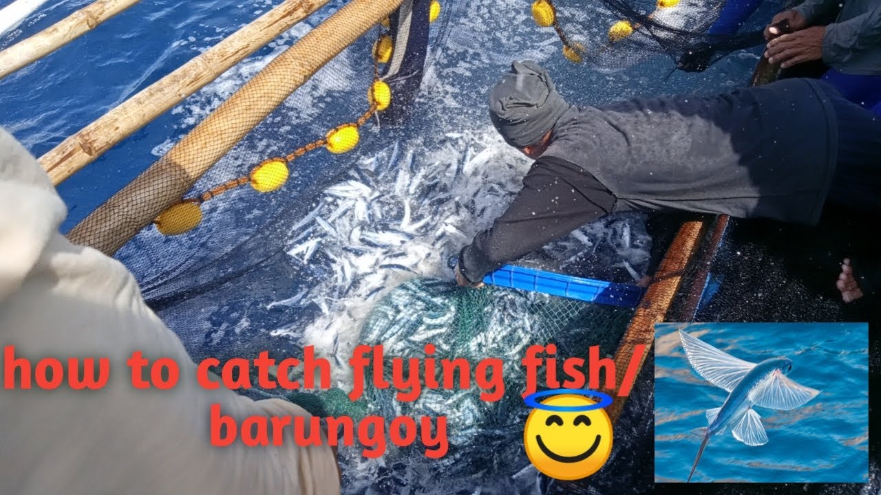 How to catch flying fish/barungoy