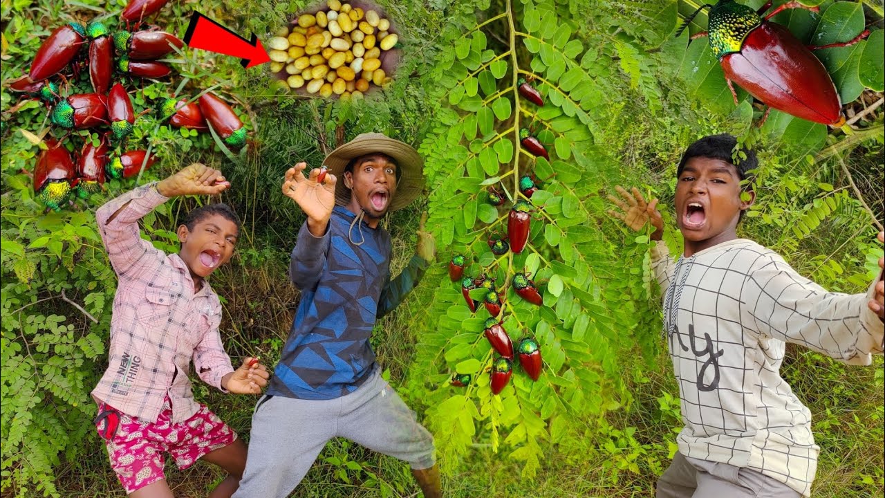 பொன்னிவண்டு 🐞 பிடிக்க போறோம்.. ‼️90s Kids Favourite 🤩 | Village life - Adventures Of Venu