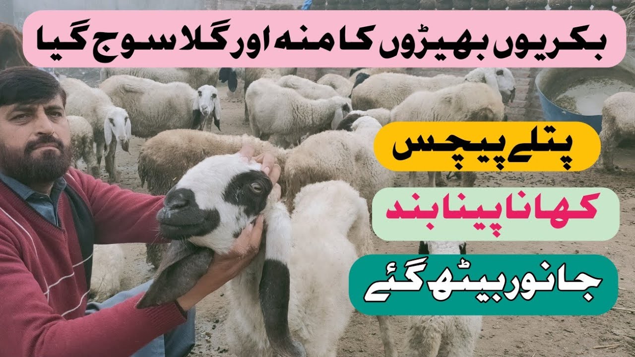 Bottle Jaw In Goat And Sheep | Liver Fluke |  Swelling Of Jaw And Mouth  | Bakrion mein gilhar