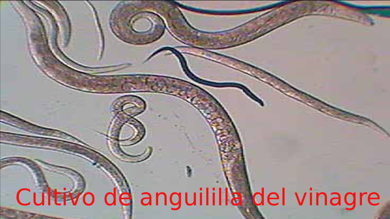 Cultivo de la  anguililla del vinagre