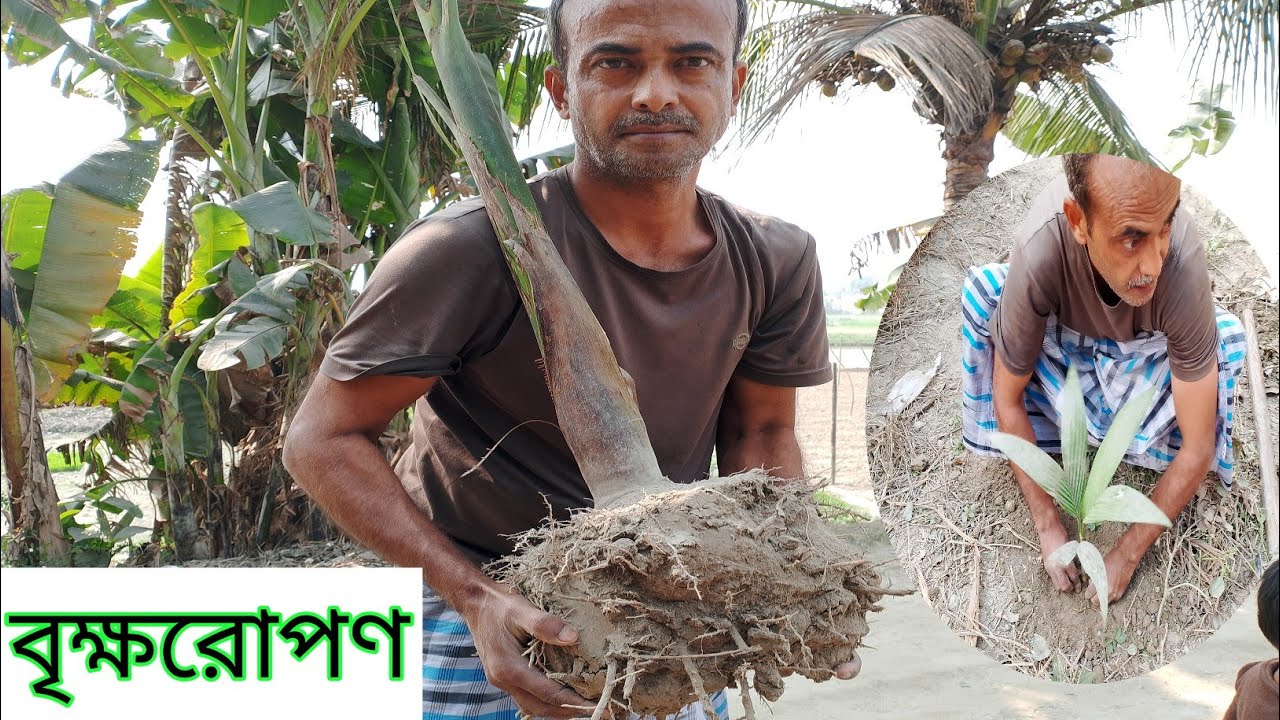 সুপারি গাছ রোপন। Betel Nut Tree Plantation 🪴 Method.@ Brahmaputra Valley Life 💓😅.