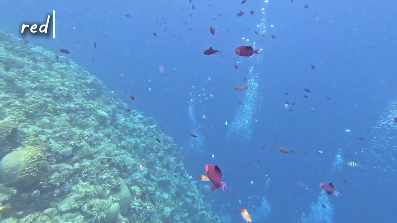 Diving Bunaken & Siladen - North Sulawesi