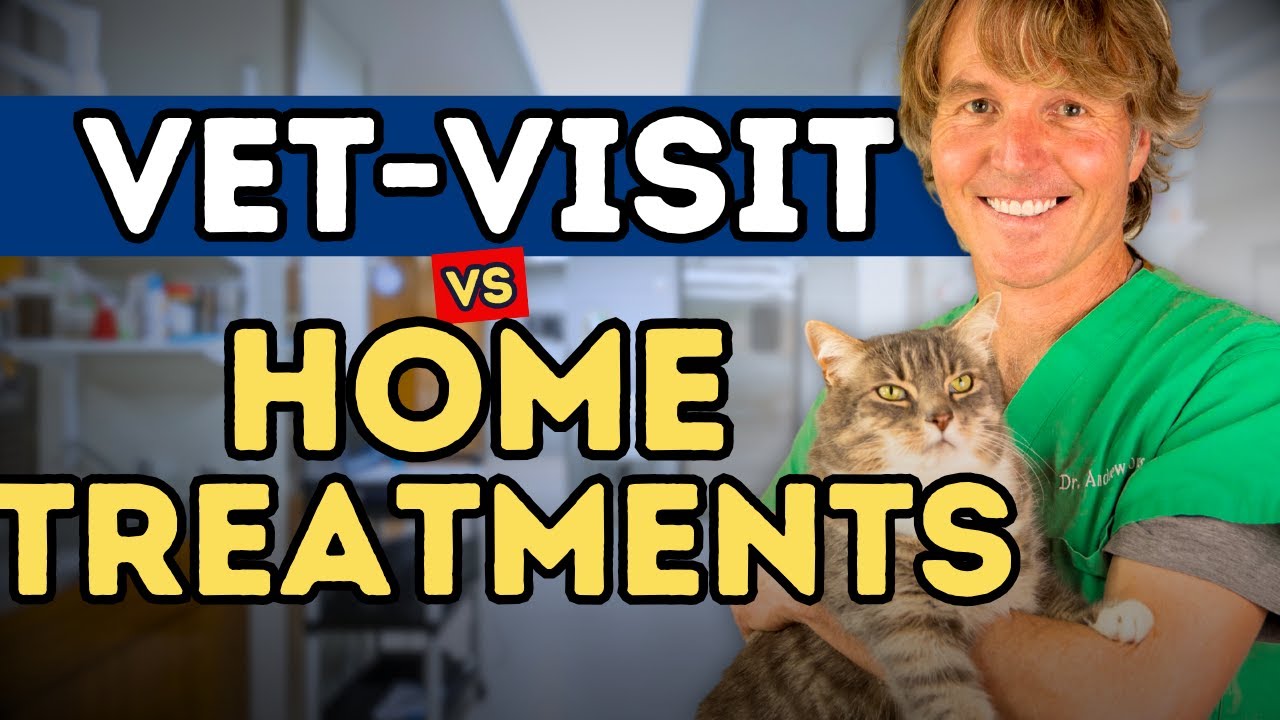 When To Treat Your Pet At Home, When To See The Vet