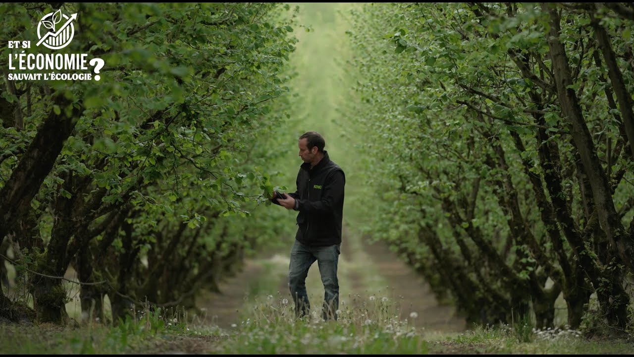 Les producteurs de noisettes face aux ravages de la punaise diabolique