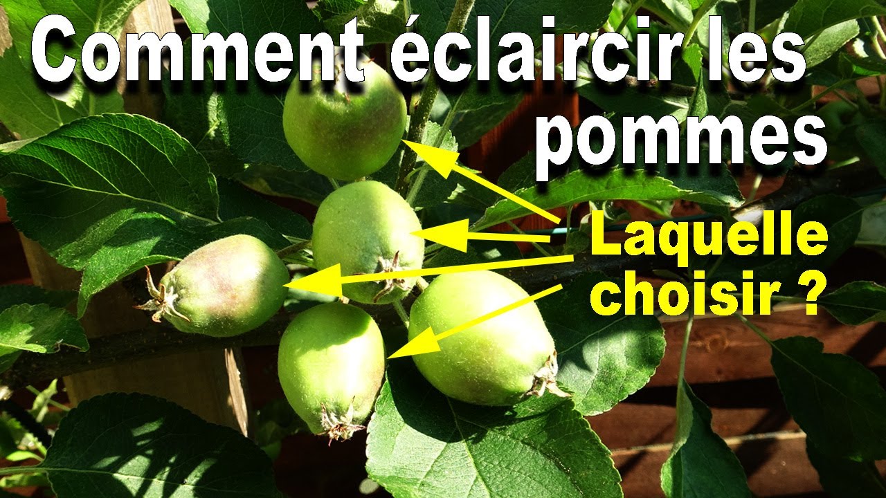 Pourquoi, comment et quand éclaircir les pommes d'un pommier, pour quels bénéfices ?