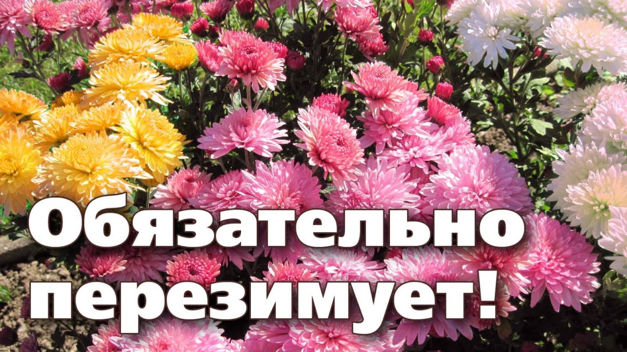 ЗИМОВКА ХРИЗАНТЕМЫ МУЛЬТИФЛОРА. Несколько вариантов от опытного цветовода