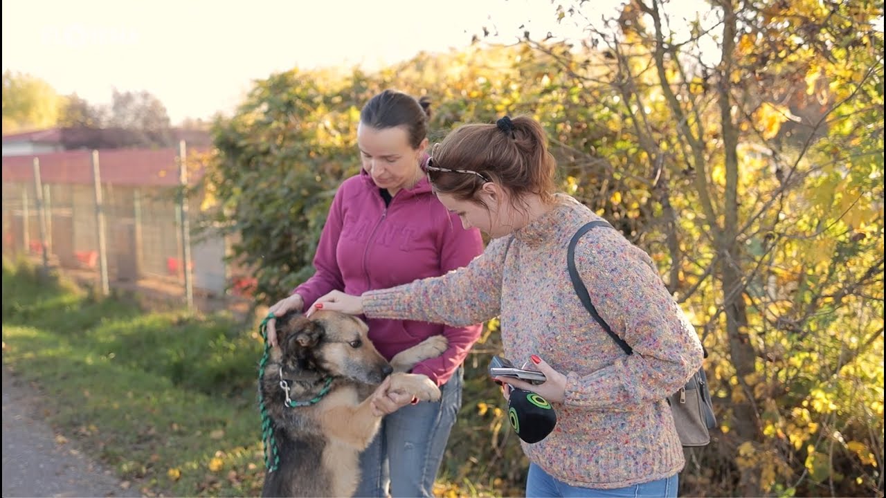 Chcete psíka alebo mačičku? Nekupujte, adoptujte