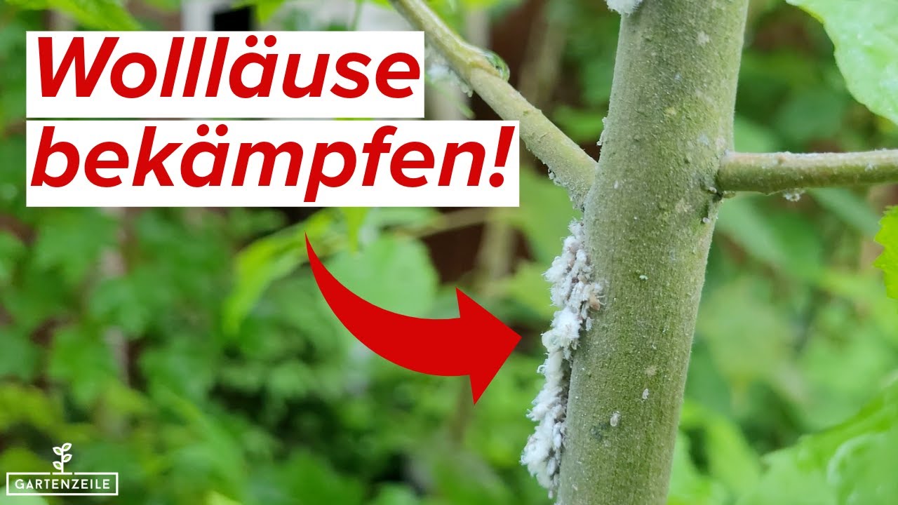 Wollläuse bekämpfen | Was tun gegen die Schildläuse an euren Pflanzen?