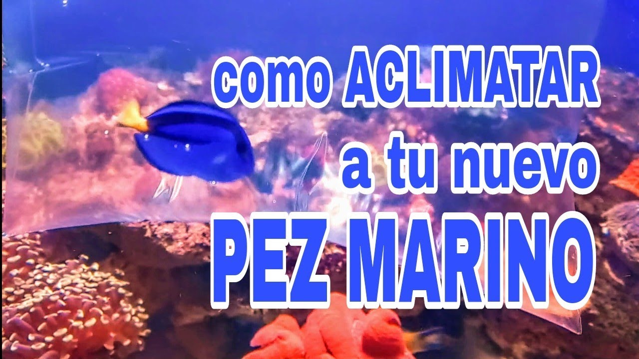 Como aclimatar a tu nuevo pez sin morir en el intento