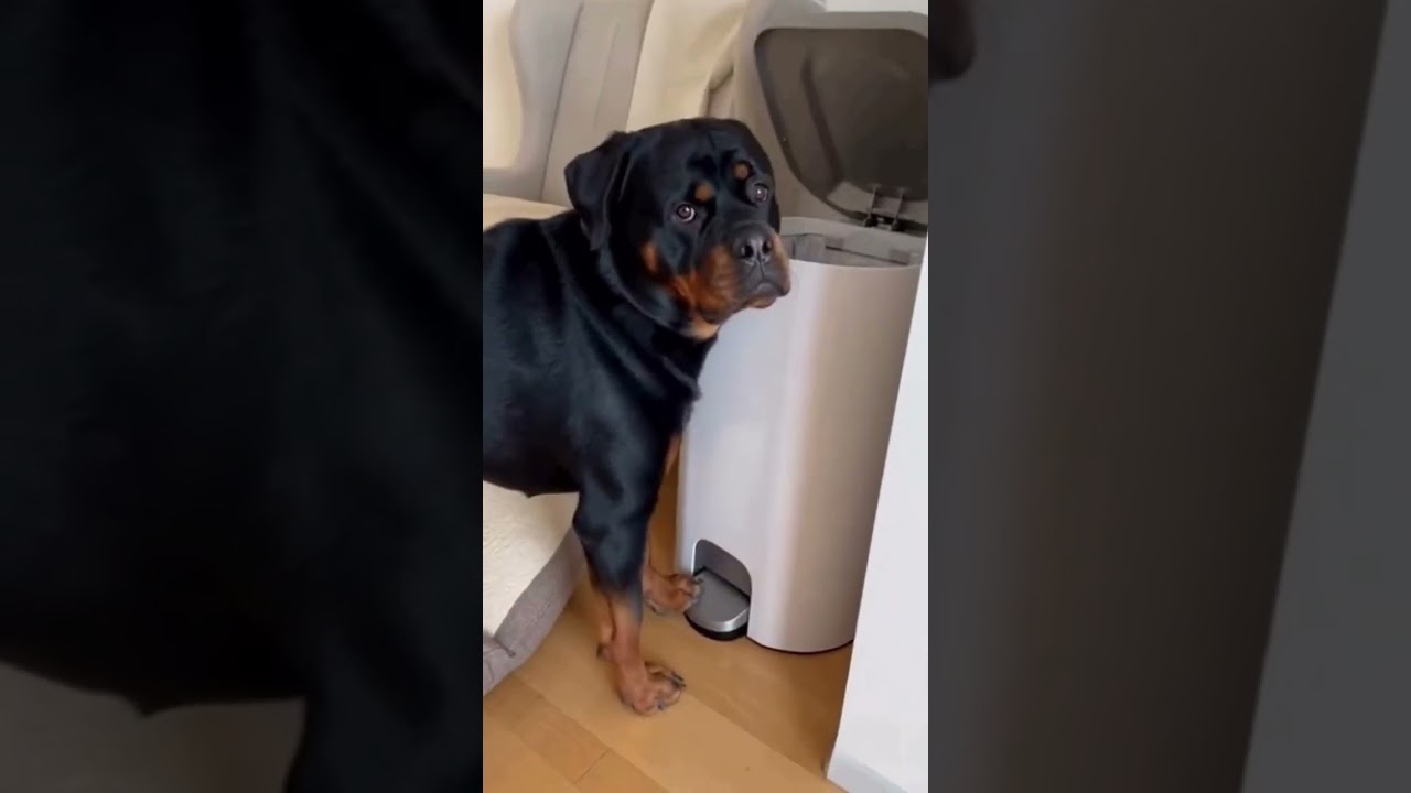 كلب شقى صغير عامل دوشة 😂