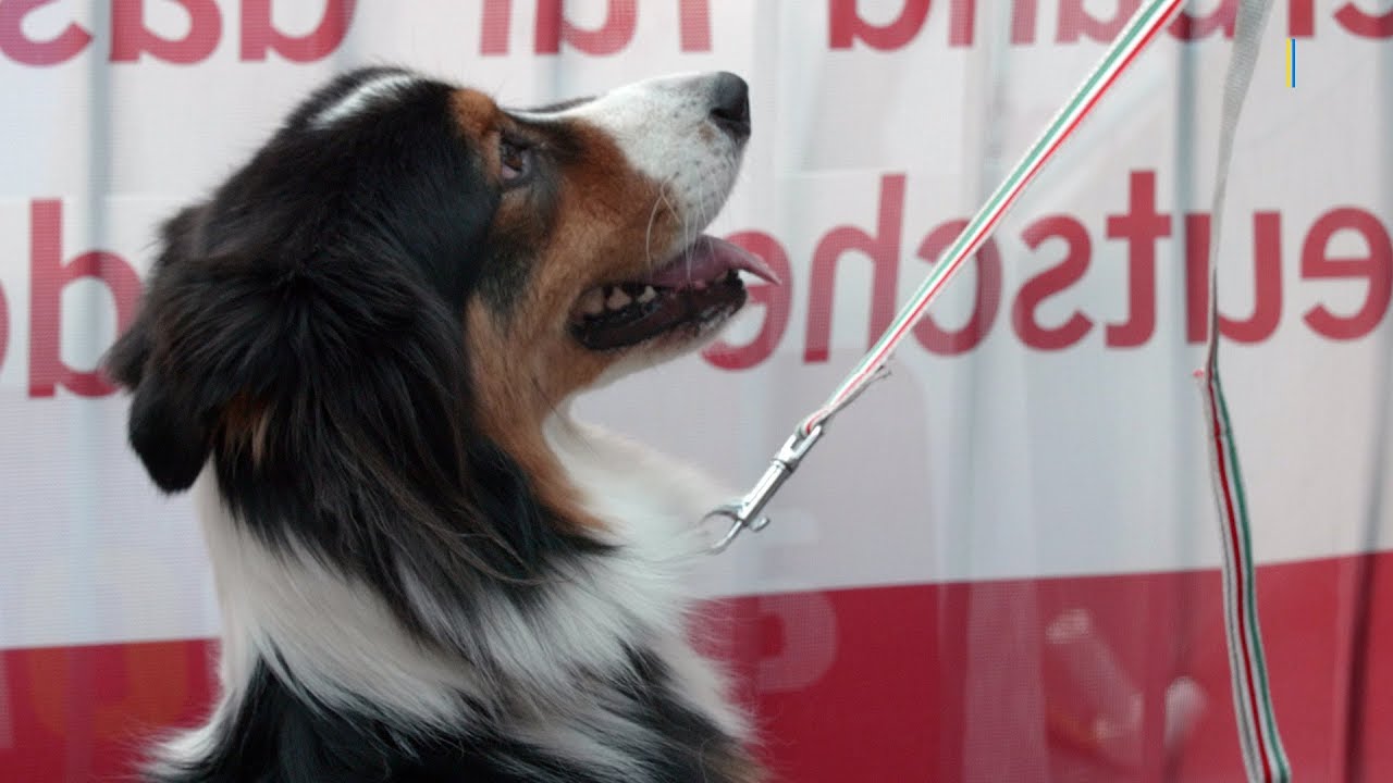 Dogdance Weltmeisterschaft in Stuttgart