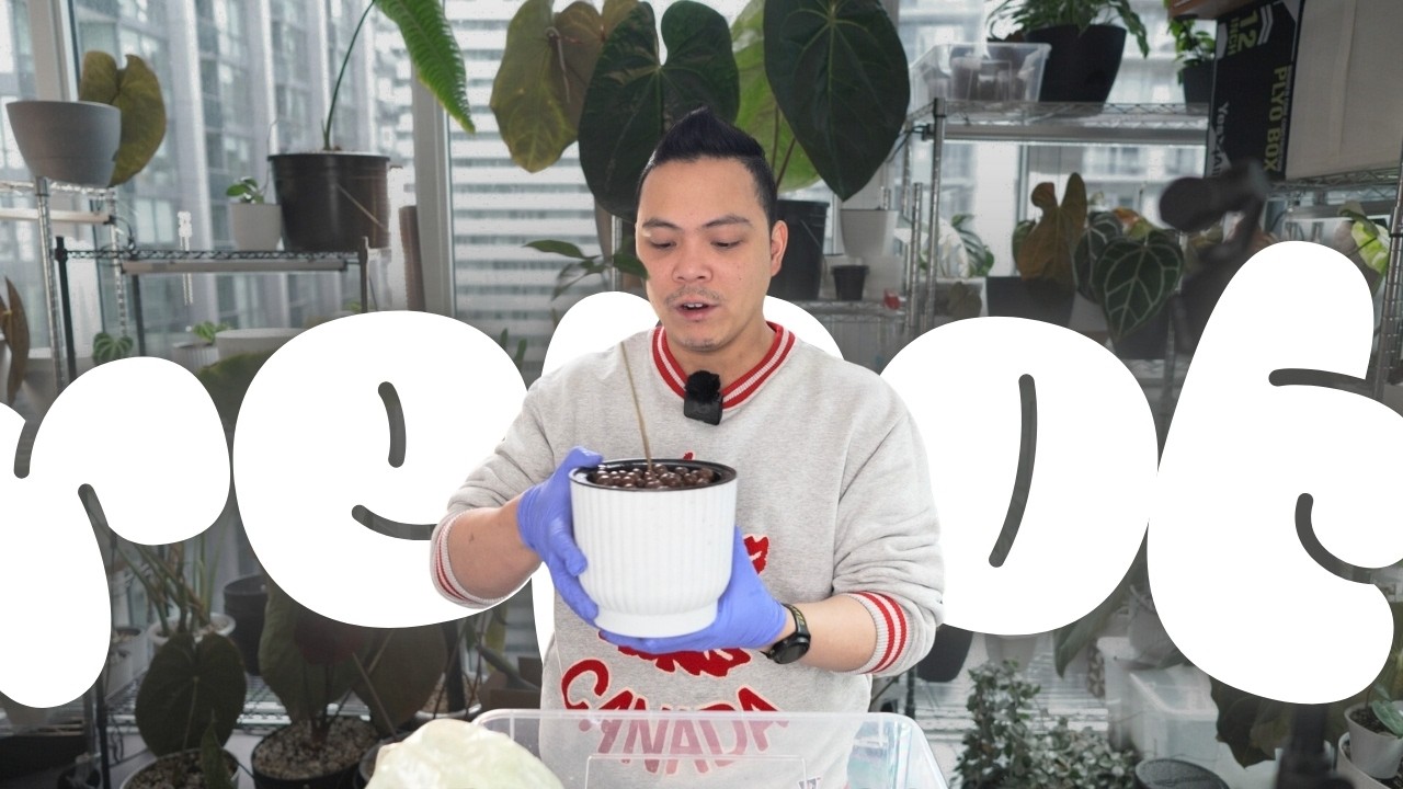 let's repot these plants 🌱