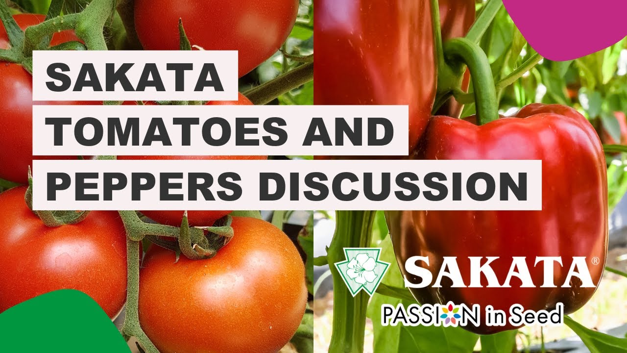 Sakata Tomatoes and Peppers Discussion