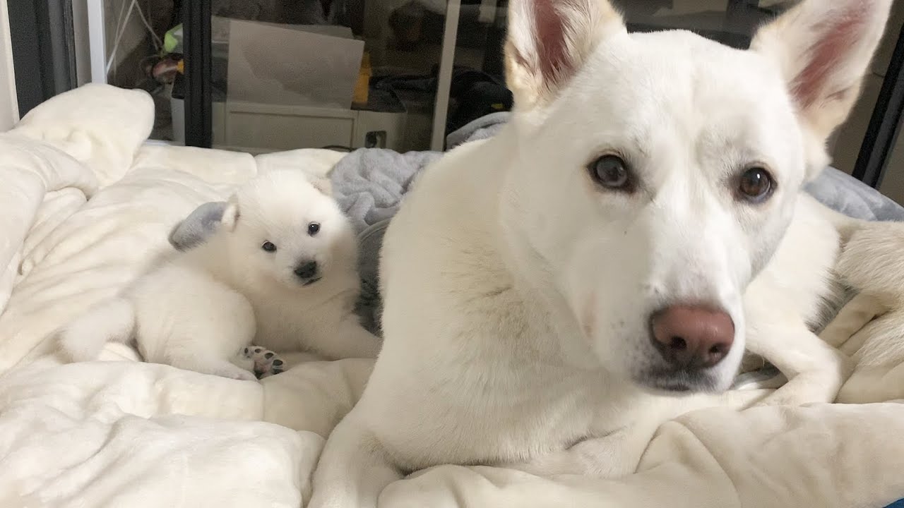 Eng) 진돗개가 새끼 강아지를 대하는 법ㅣKorean Jindo Dog with Puppyㅣ포카는 임보중