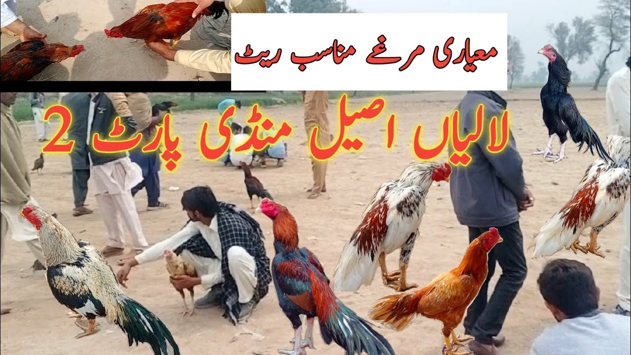 Lalian aseel mandi part 2 || aseel roaster market || aseel murga mandi ||