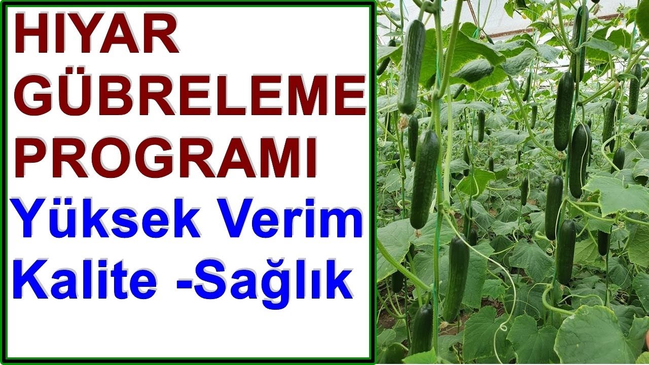 Finike - Salatalık Gübreleme Programı - Yüksek Verimli Kaliteli Sağlıklı Hıyar Yetiştirmek