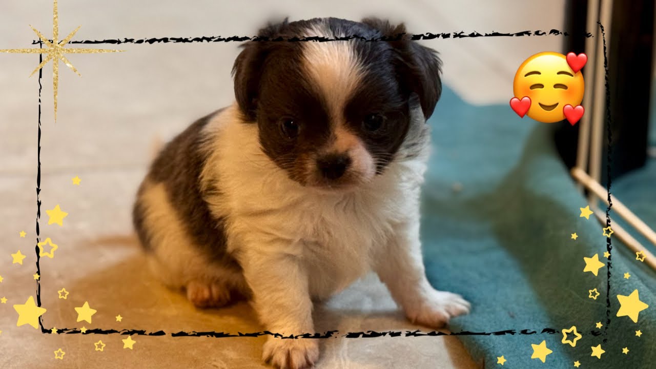 LES BÉBÉS SOUS TOUTES LES COUTURES #teckel #cavalierkingcharles #chihuahua #cheval #chiots 