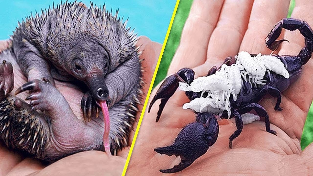 ഈ മൃഗക്കുഞ്ഞുങ്ങളെ കാണാൻ ഇത്ര ഭംഗിയോ? Animals at Birth