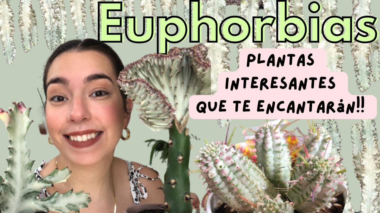 Cuidado y trasplante de Euphorbias: Todo lo que necesitas saber +  NO SON CACTUS