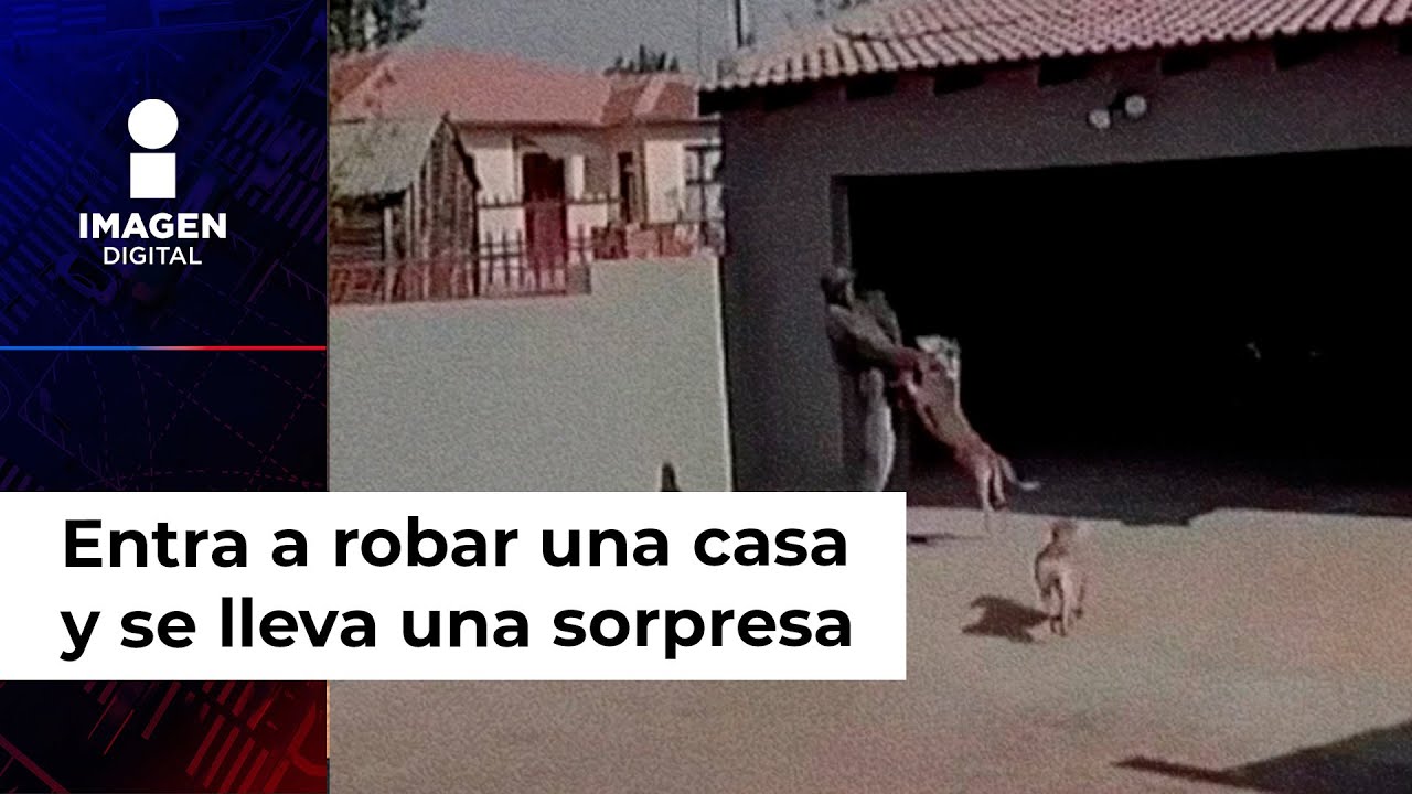 Entra a robar a una casa y perros lo muerden durante tres minutos