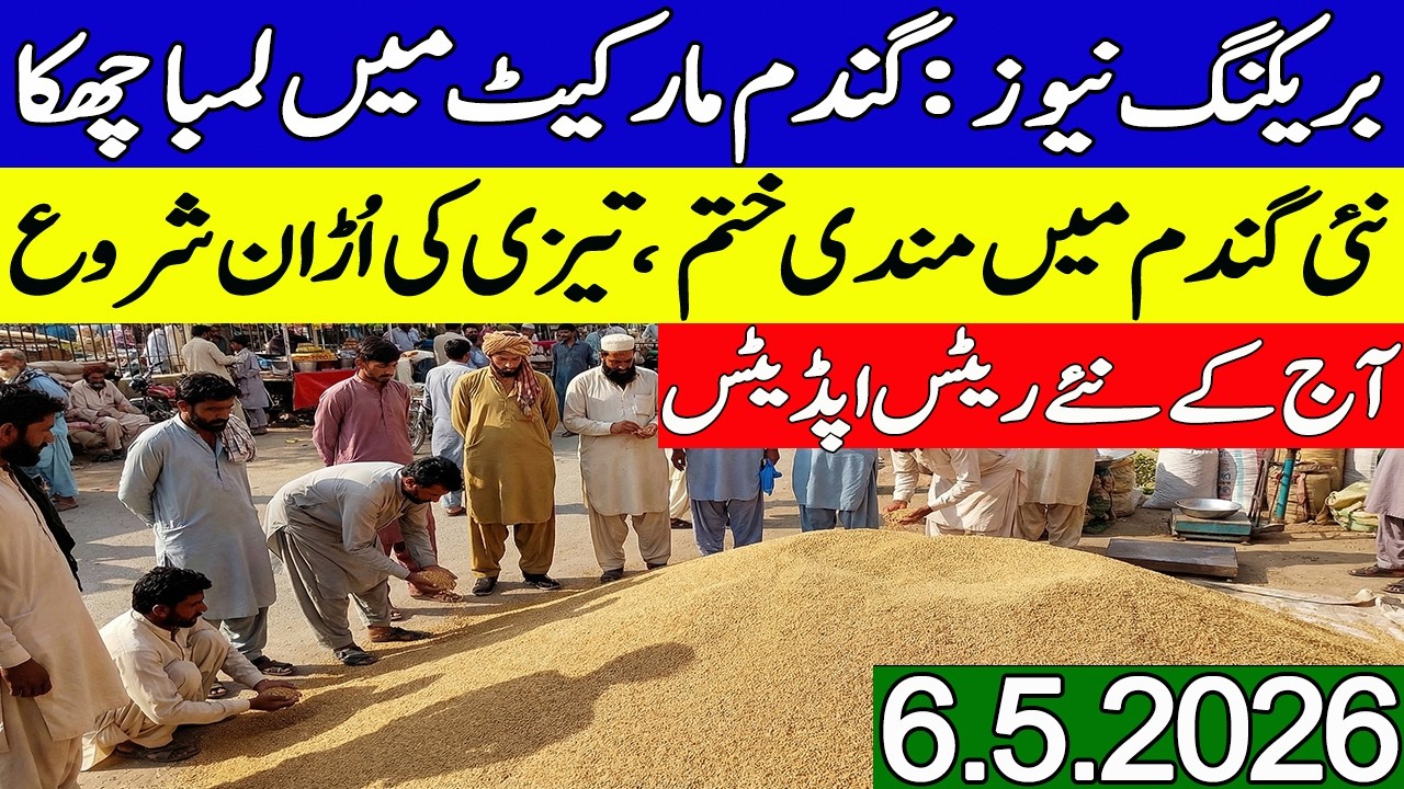 New Gandum Rates Today || New Gundam kay Rates Today 2026 || Wheat Price Today