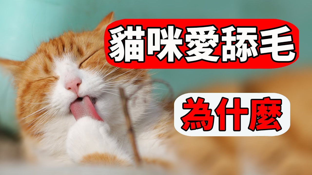 貓咪為什麼愛舔毛？原因可沒那麼簡單！【貓咪行為學EP28】