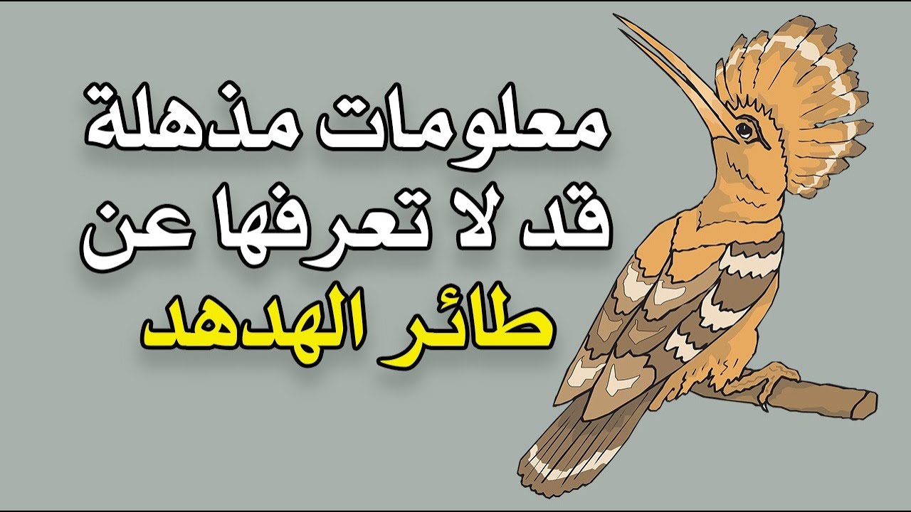 معلومات مذهلة قد لا تعرفها عن  طائر الهدهد