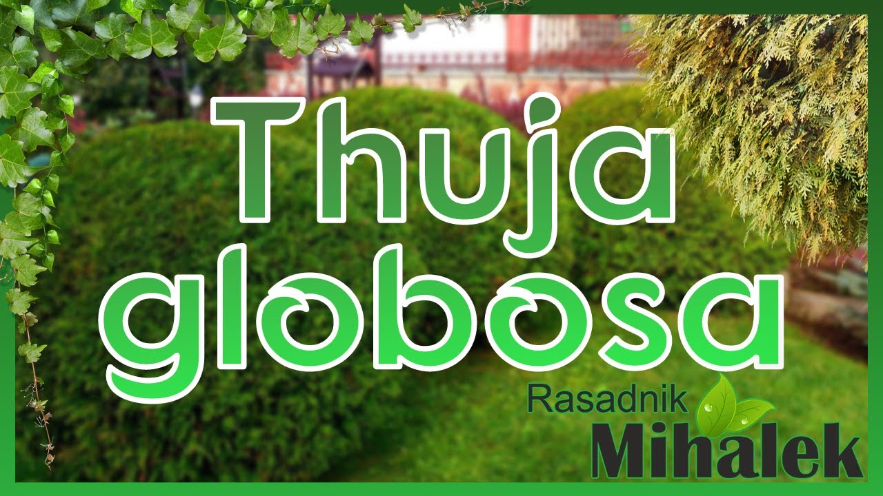 Thuja globosa - zelena i žuta