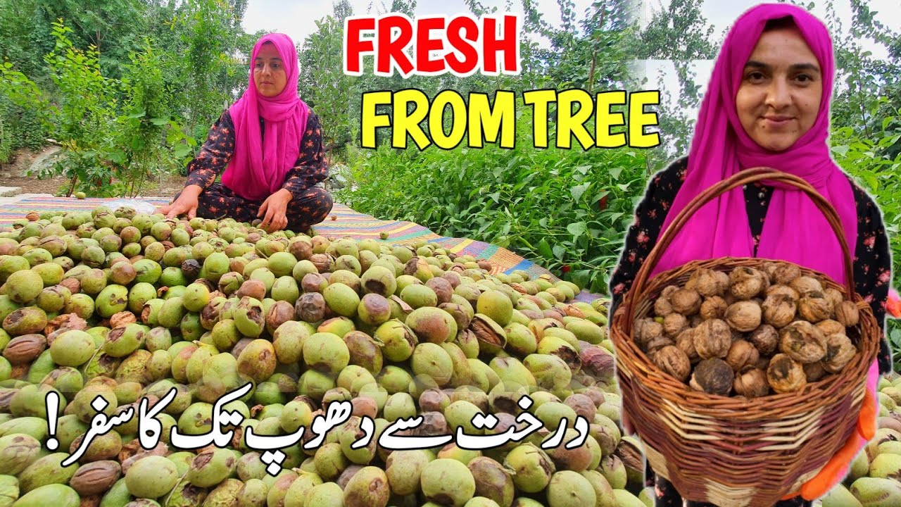 From Tree to Sun: 24 Hours Fresh Organic Walnut Drying Process ☀️ | Drying Walnuts | Village Gilgit 
