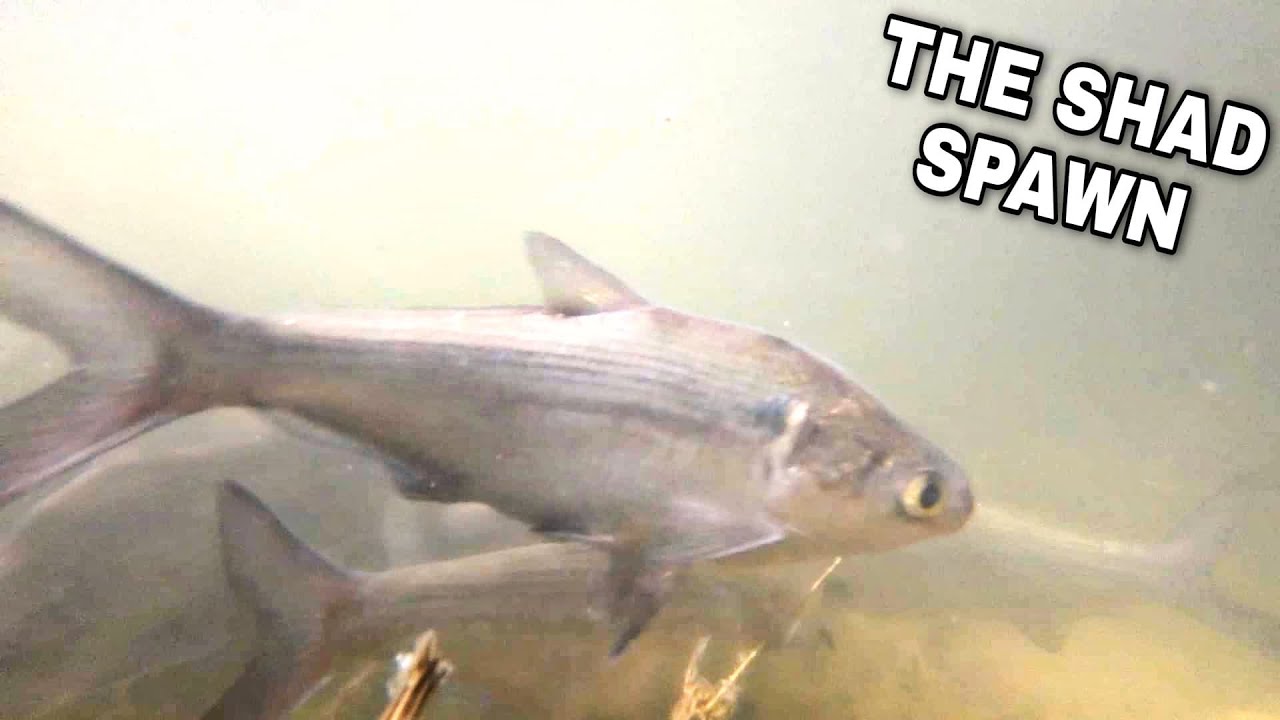 The Shad Spawn - Underwater Footage!