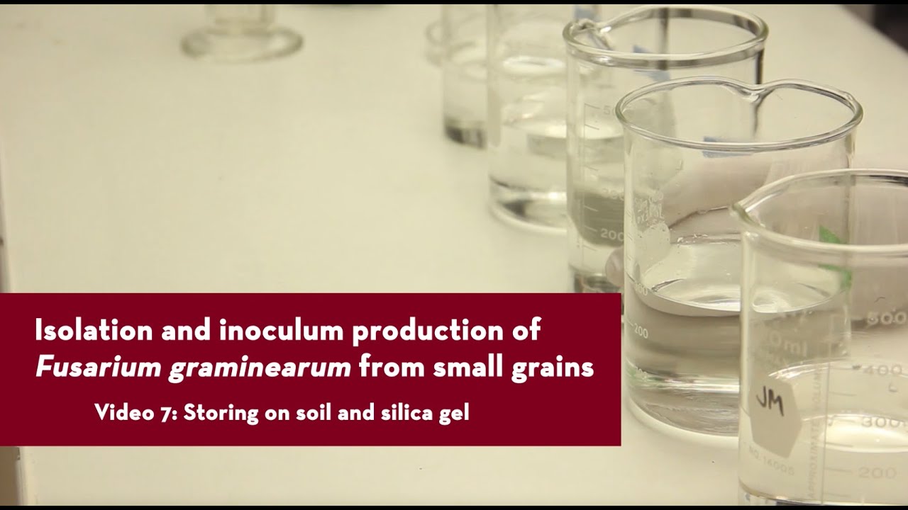 Storing Fusarium graminearum isolates.