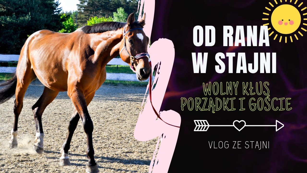 OD RANA W STAJNI... 🤯 | wolny kłus, porządki i goście