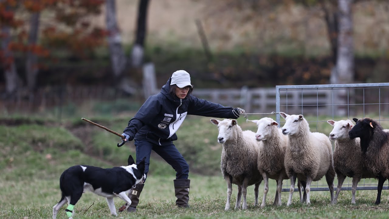 2024.10.26〜27 シープドッグトライアルBOYA CUP第1回。#Sheepdog trial#sheepdog#シープドッグトライアル