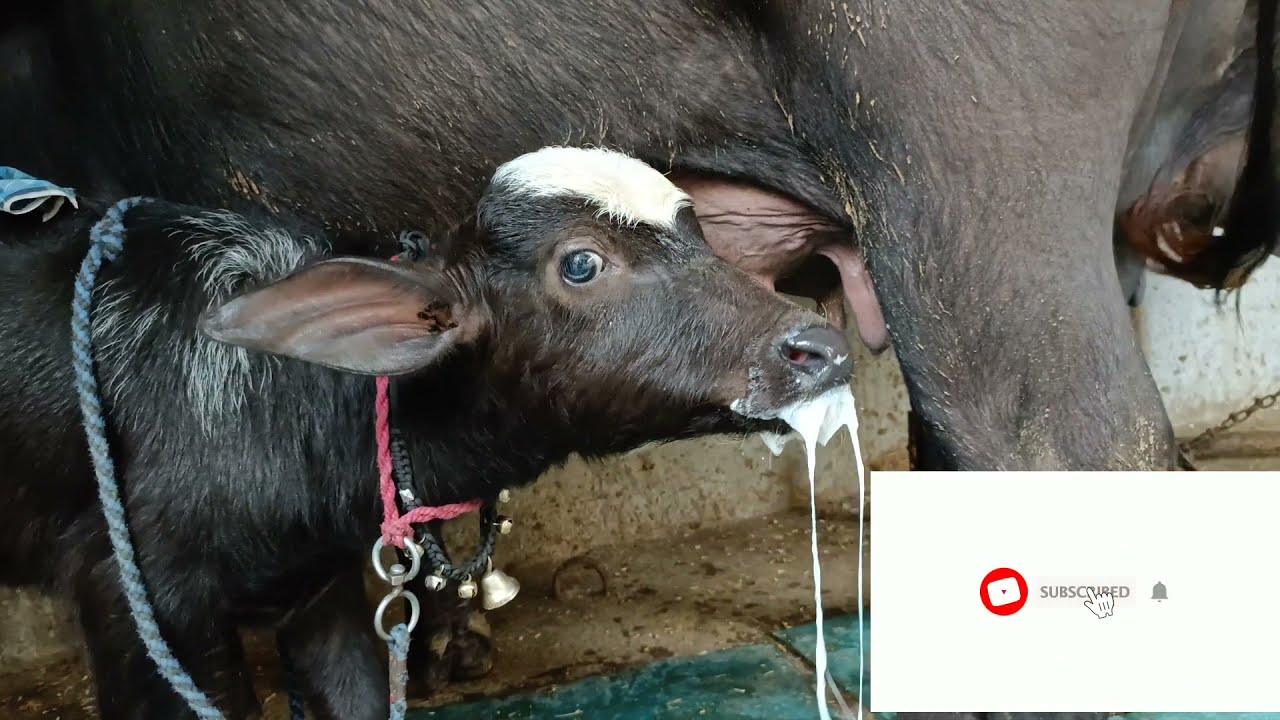 esophageal Obstruction in buffalo calf l oesophagus choke in calf l Dr Umar khan