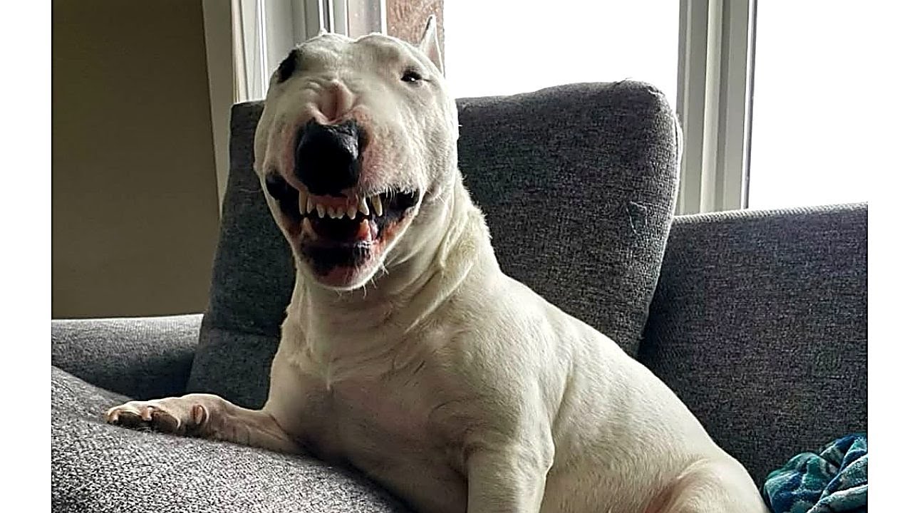 Titan the Terror  Funny Dog Moments That Make People Feel Better