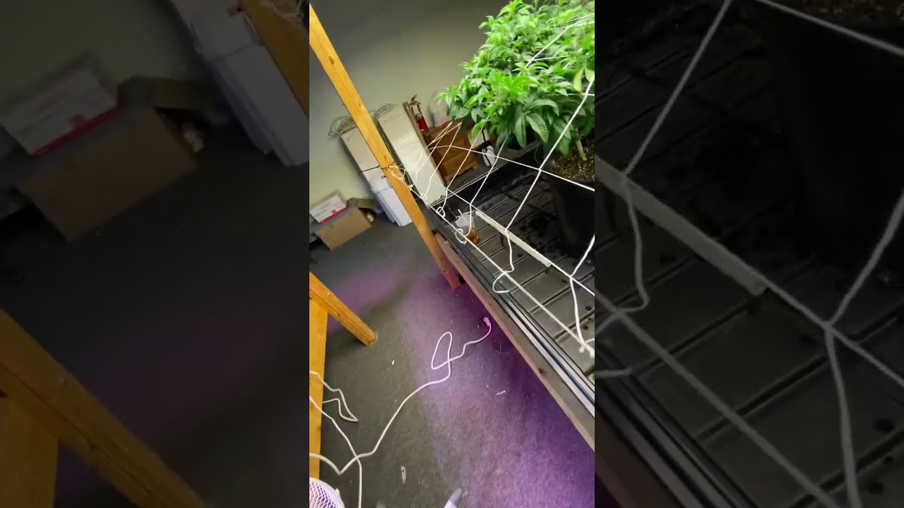 How to grow thca