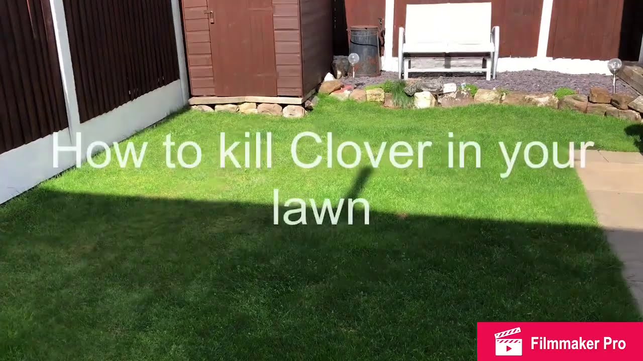 How to kill Clover and other Weeds in your Lawn - (Using RoundUP)