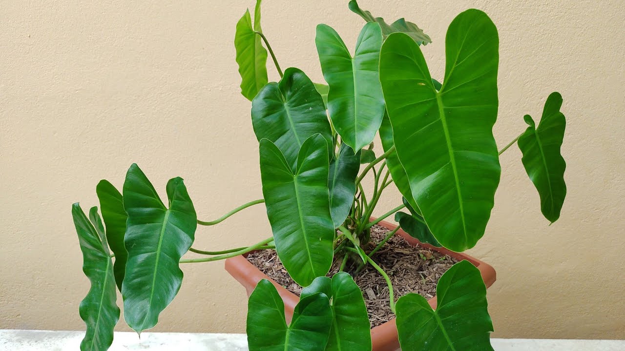 Imbé philodendron: como plantar e cuidar