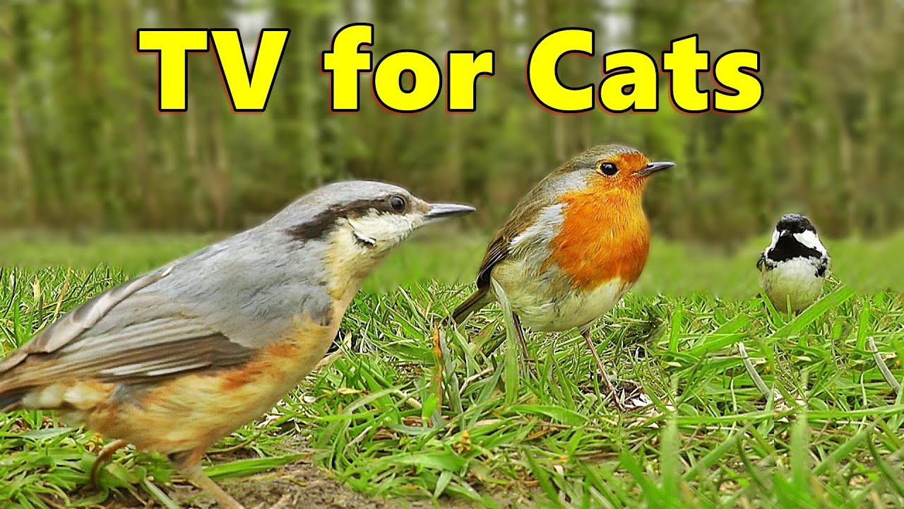 Cat TV :  Mega Compilation 1 ⭐ 8 HOURS ⭐